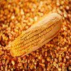 реализуем оптовую закупку кукурузы в Симферополе