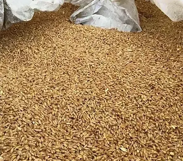 пшеница 4 класса в Симферополе