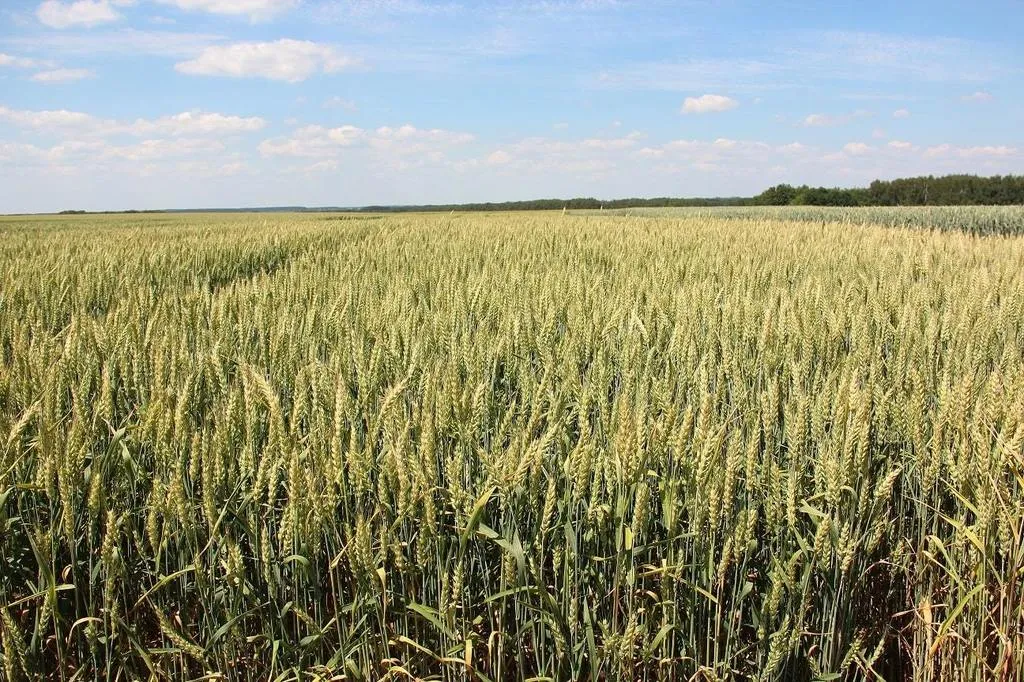 семена озимой пшеницы Гром  в Крыму в Красногвардейском