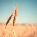 Крым планирует экспортировать пшеницу в Никарагуа