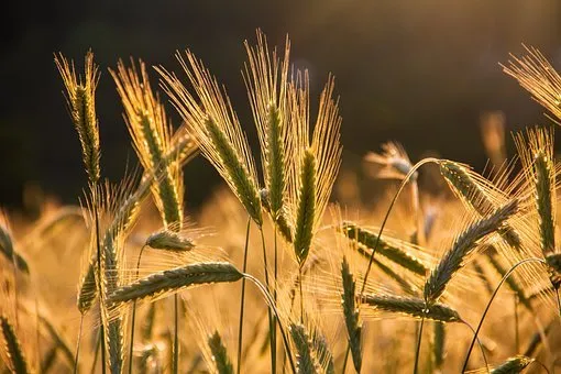 Урожайность зерновых в Крыму выросла почти в 1,5 раза