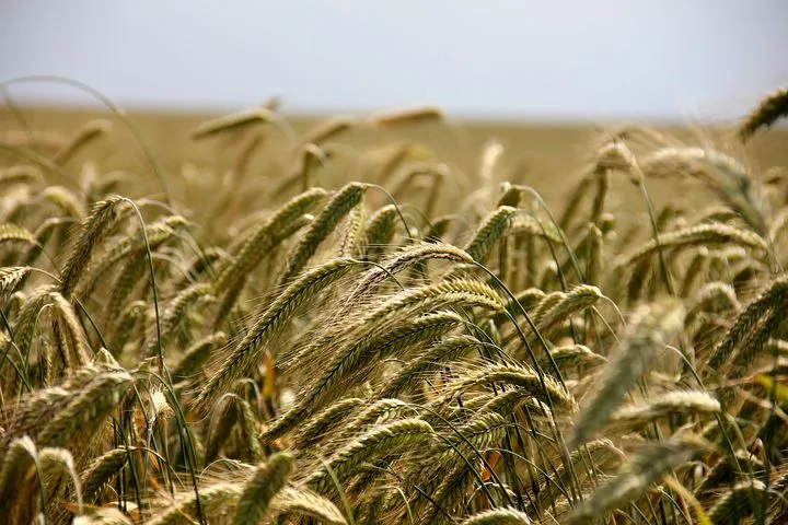 Урожай зерновых и зернобобовых культур в Крыму на 48% превысил прошлогодний результат