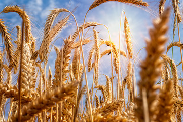 В Крыму идет уборочная кампания зерновых и зернобобовых культур 2022