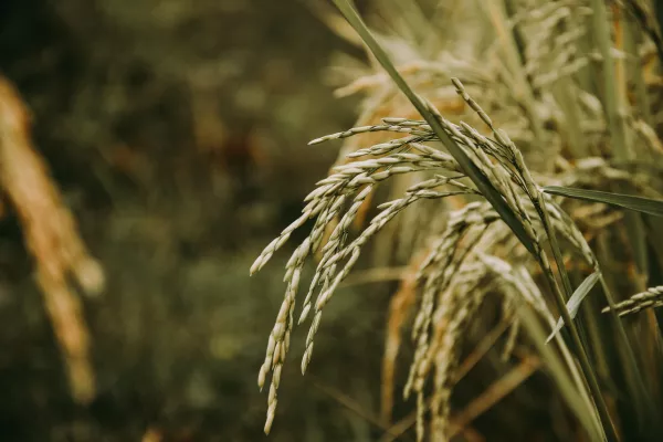 Крым восстанавливает производство риса: итоги сезона 2022 и перспективы