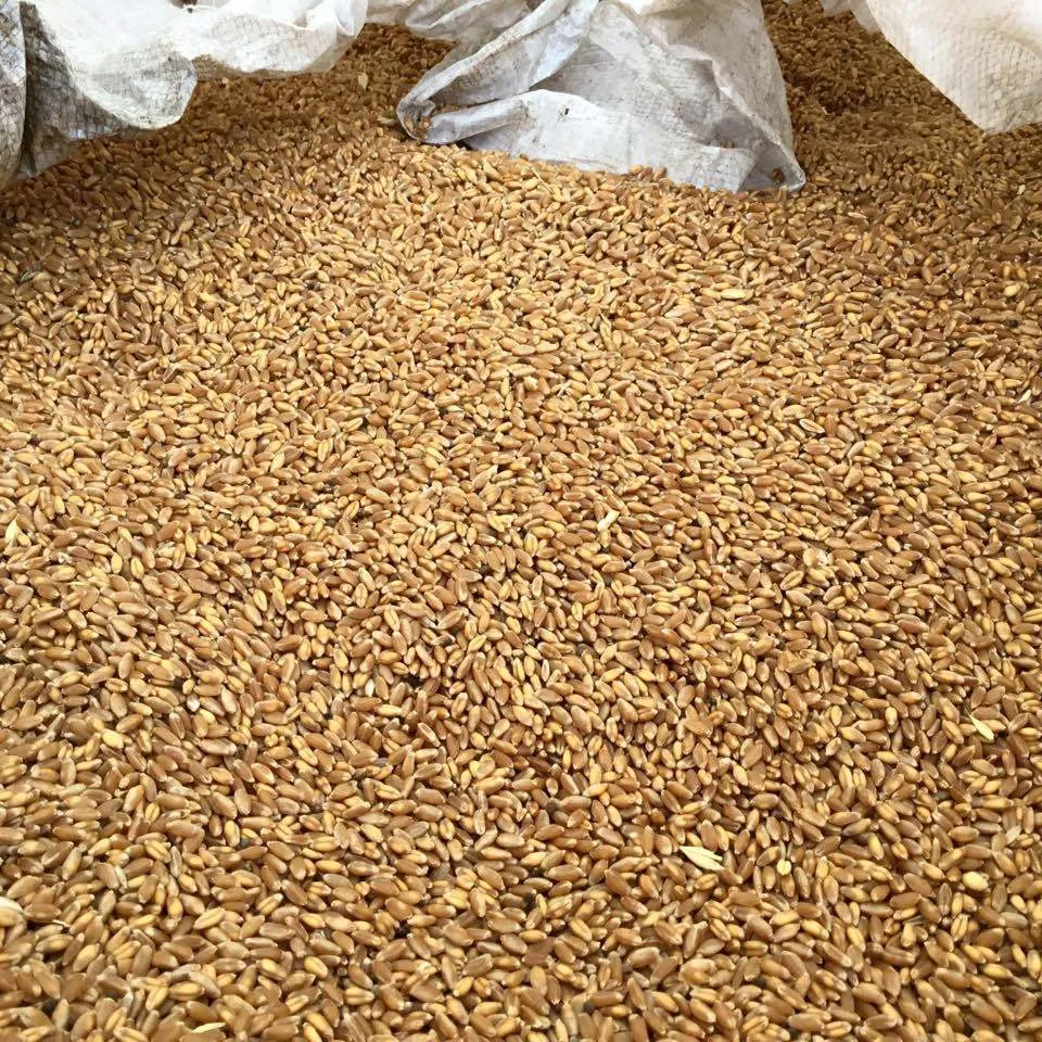 фотография продукта Предлагаем продать нам пшеницу 5класса