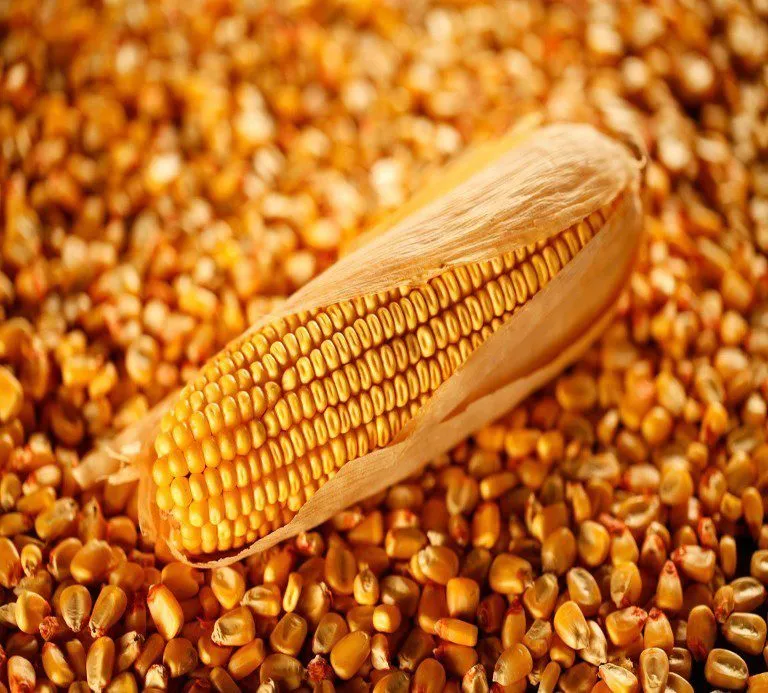 фотография продукта Реализуем оптовую закупку кукурузы