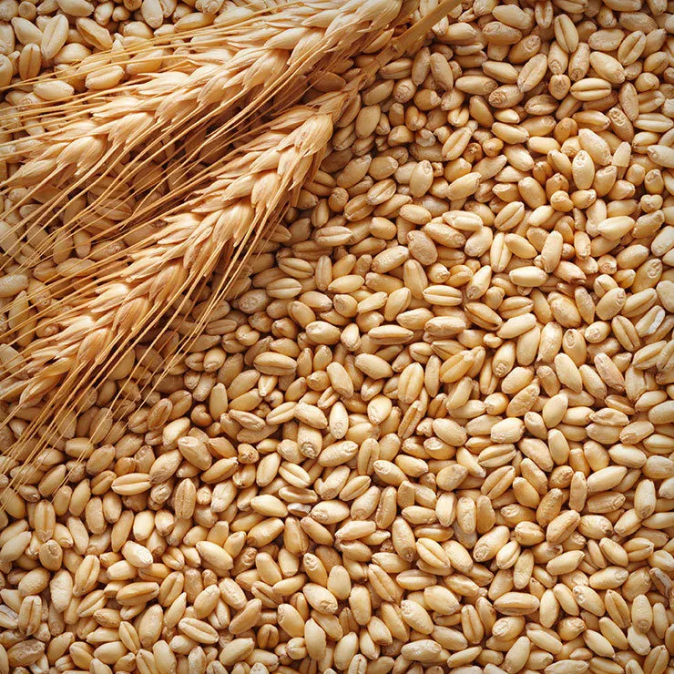 фотография продукта Предлагаем продать нам пшеницу фураж