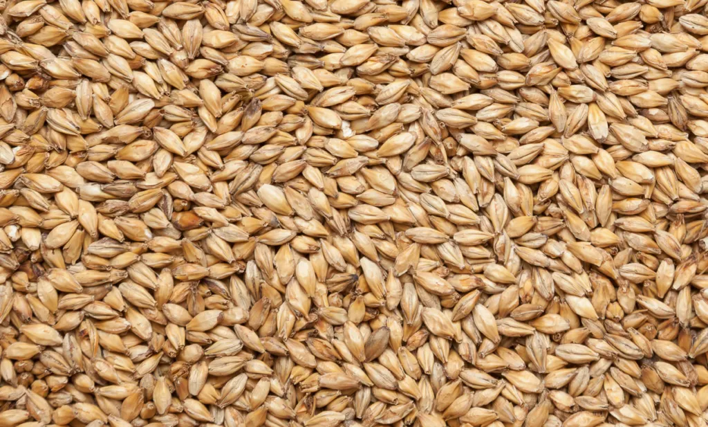 фотография продукта Пшеница класса фураж