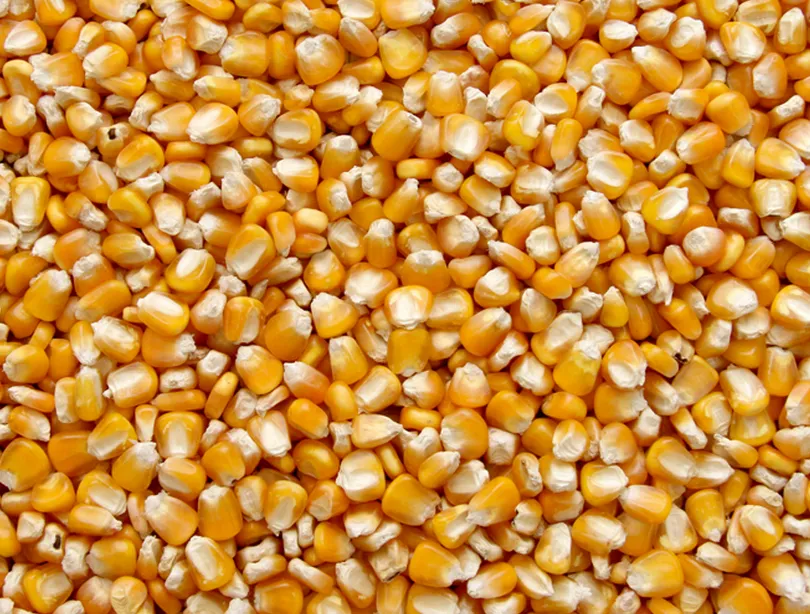 фотография продукта Кукуруза продовольственная