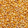 кукуруза продовольственная в Симферополе
