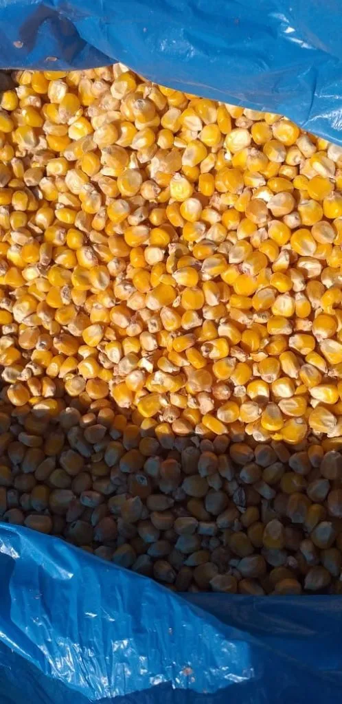 кукуруза высокого качества 5000тон в Волгограде