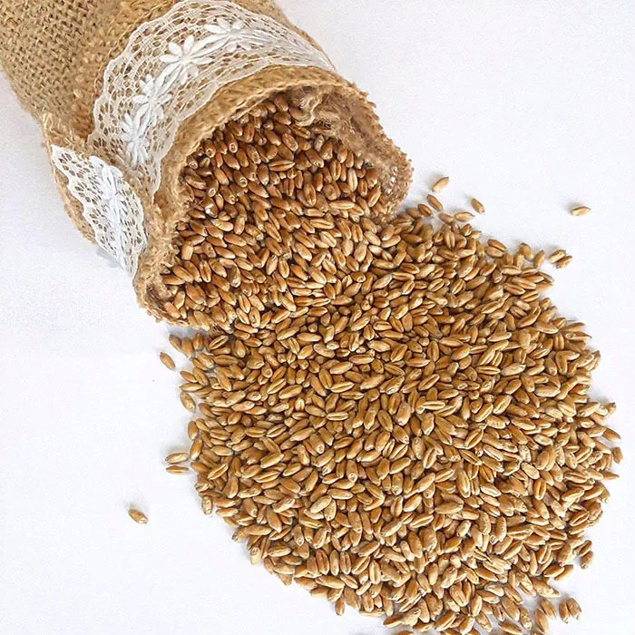 фотография продукта Семена озимой пшеницы Таня, предзаказ