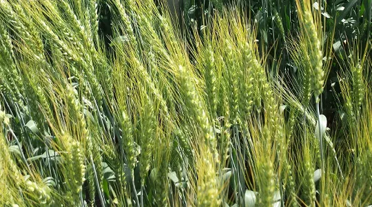 фотография продукта Продажа семян озимой пшеницы Секлетия