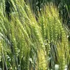 продажа семян озимой пшеницы Секлетия в Красногвардейском